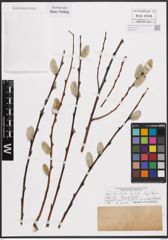 Foto von Salix daphnoides Vill.